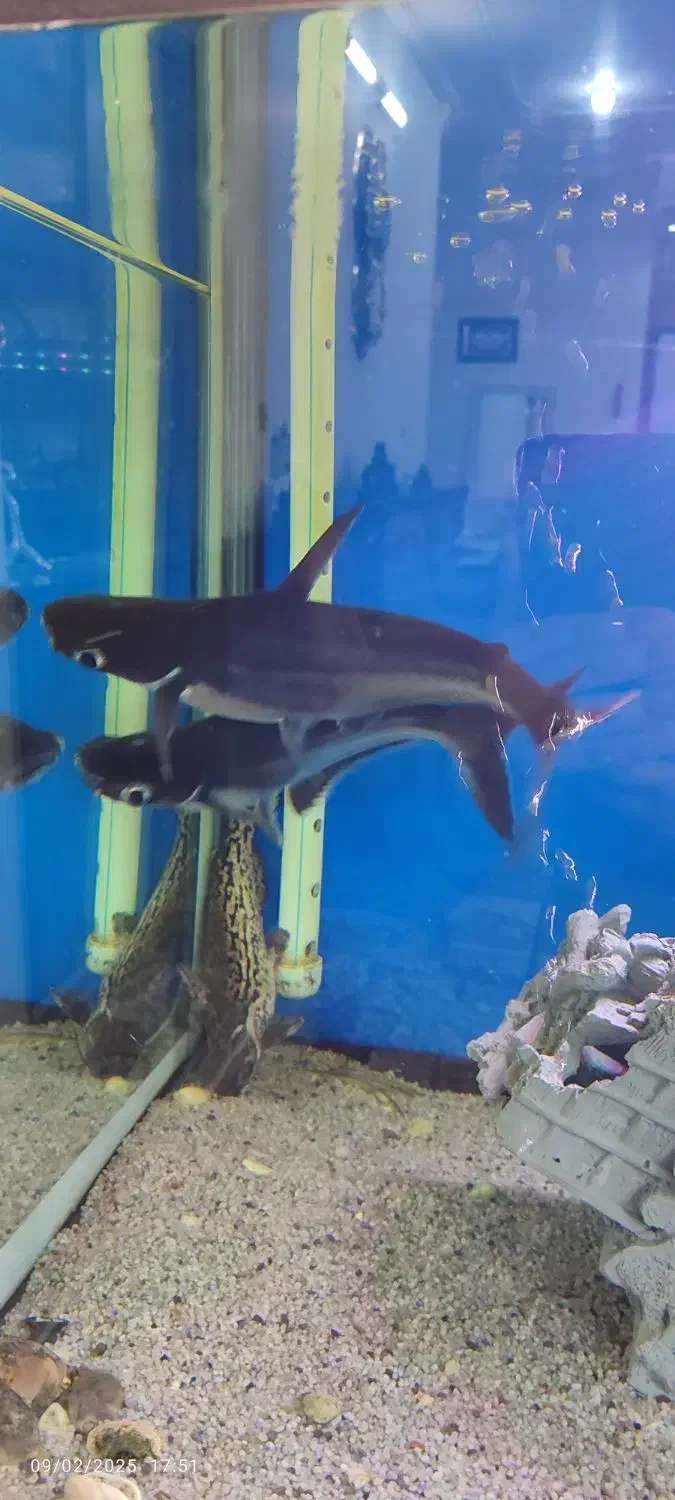 آکواریوم با5عددماهی به فروش می رسد|ماهی|میبد, |دیوار