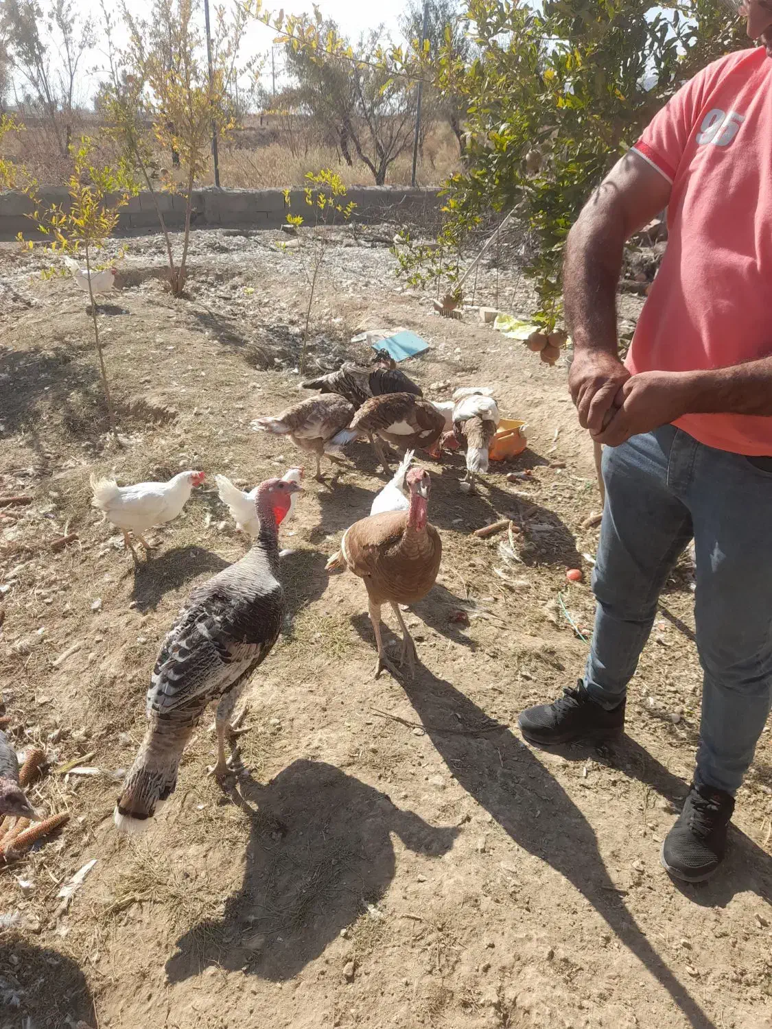 فروش بوقلمون و خروس ومرغ|حیوانات مزرعه|گلپایگان, |دیوار