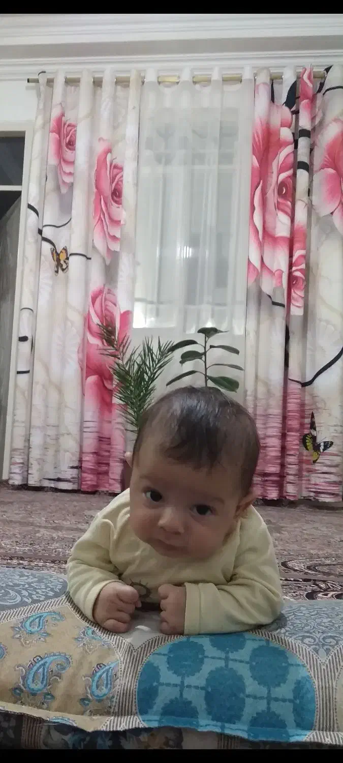 پرده|پرده، رانر، رومیزی|ابهر, |دیوار