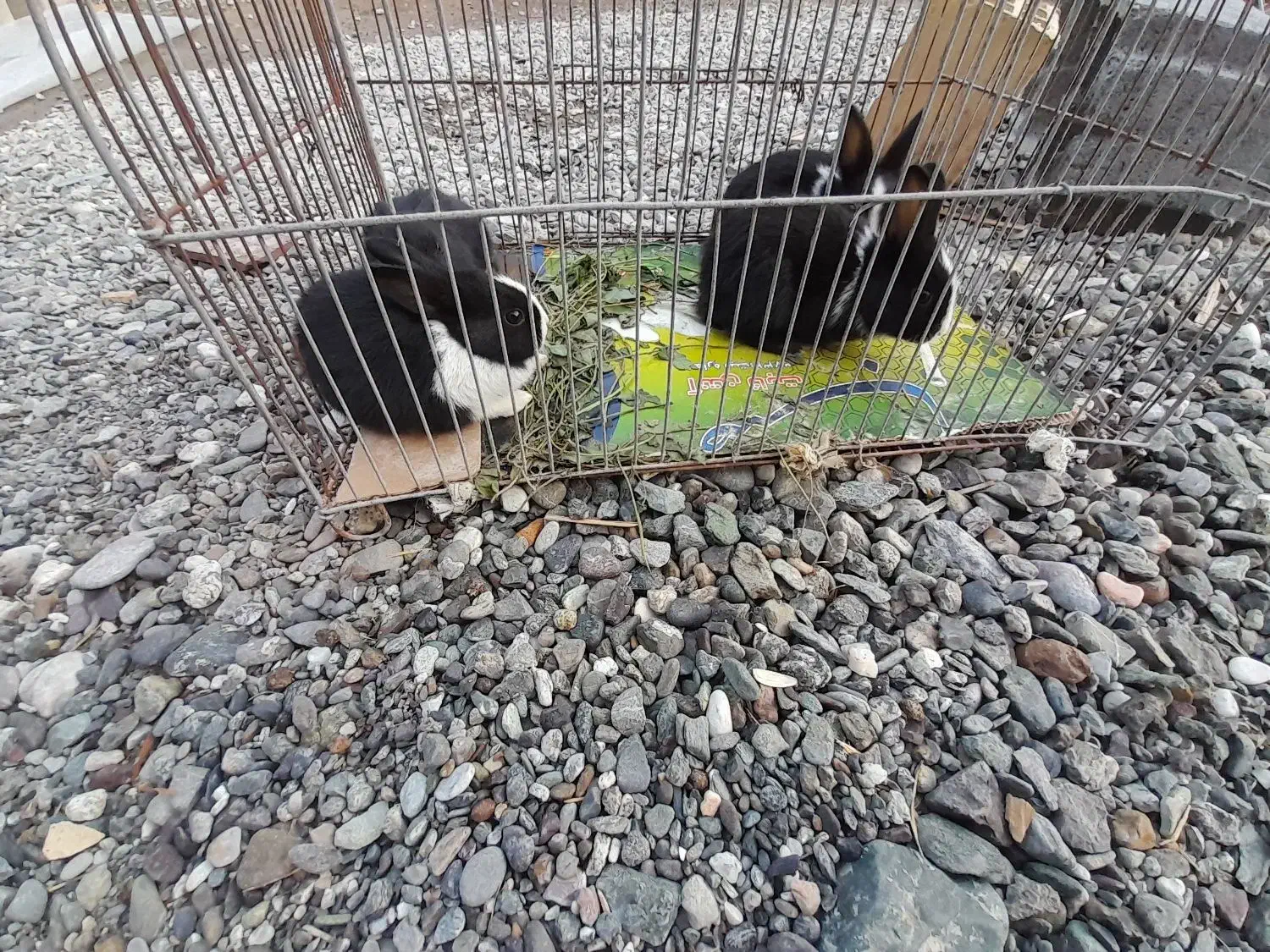 خرگوش|موش و خرگوش|رودان, |دیوار