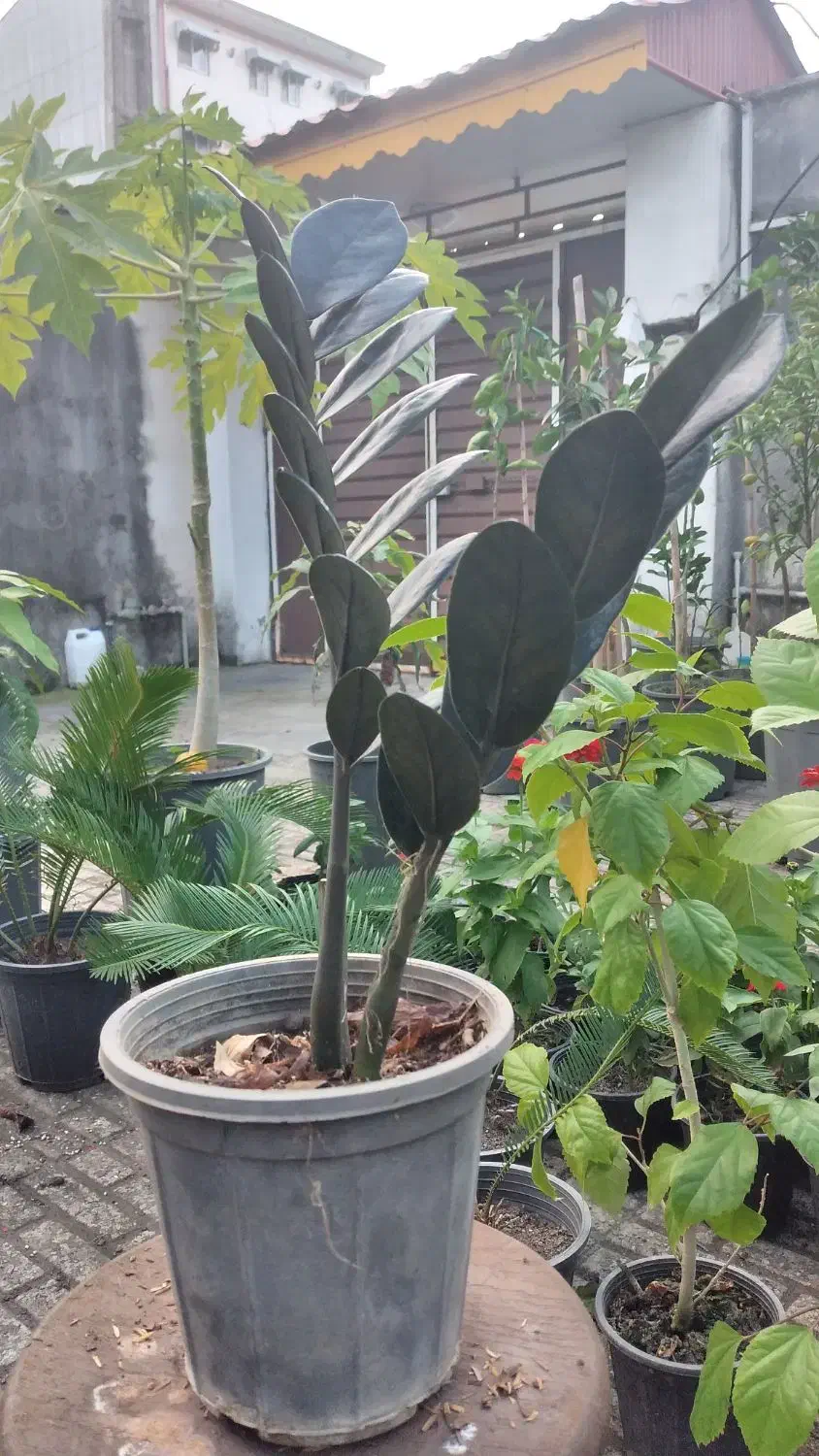 زاموفیلیا سوپر بلک و سبز|گل و گیاه طبیعی|بندر انزلی, کوی آزادگان|دیوار