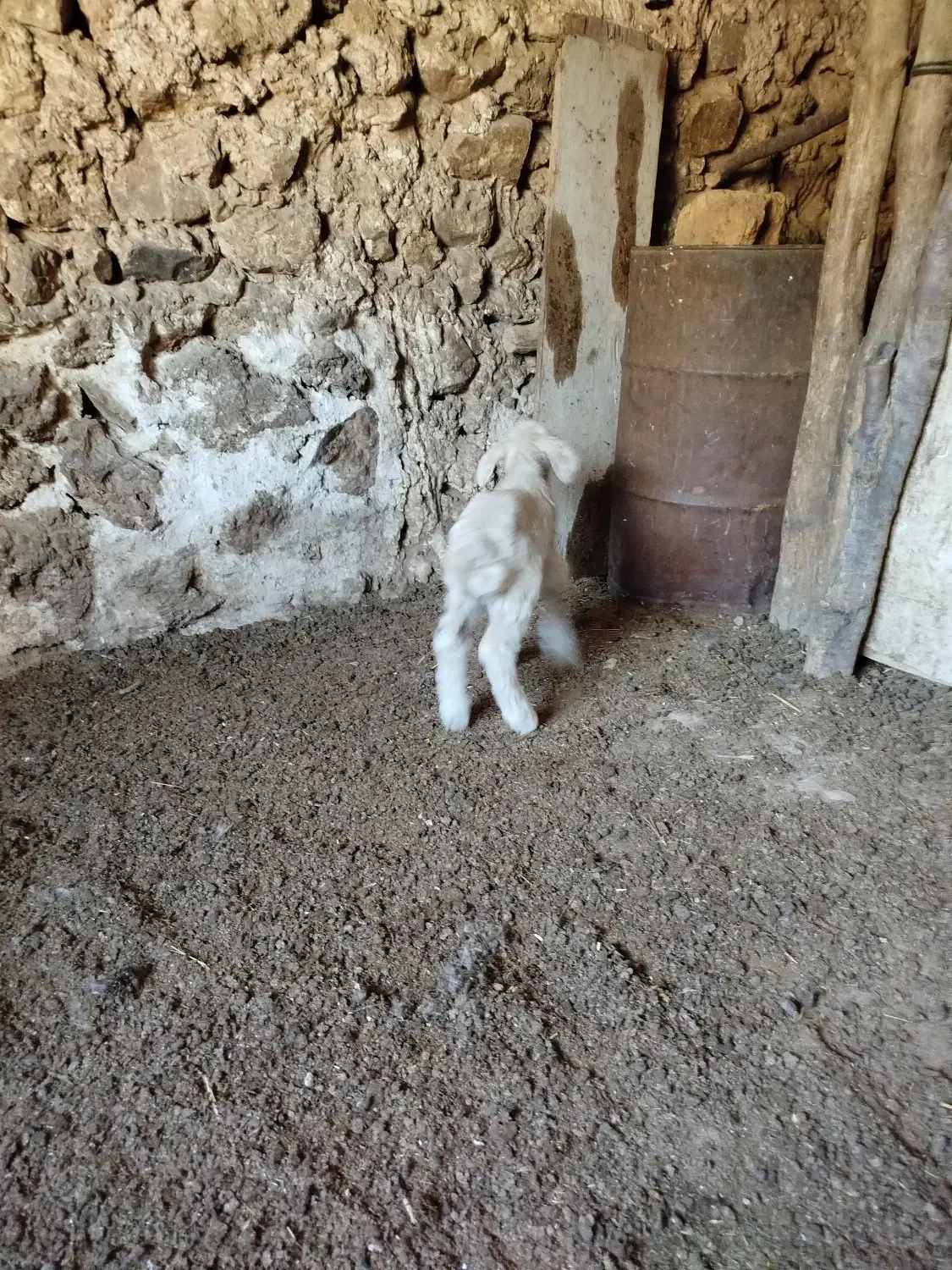 میش جوان داشتی|حیوانات مزرعه|چیتاب, |دیوار