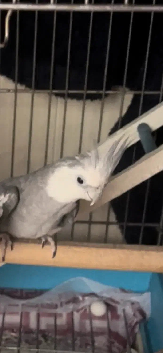 عروس هلندی|پرنده|سلمان‌شهر, |دیوار