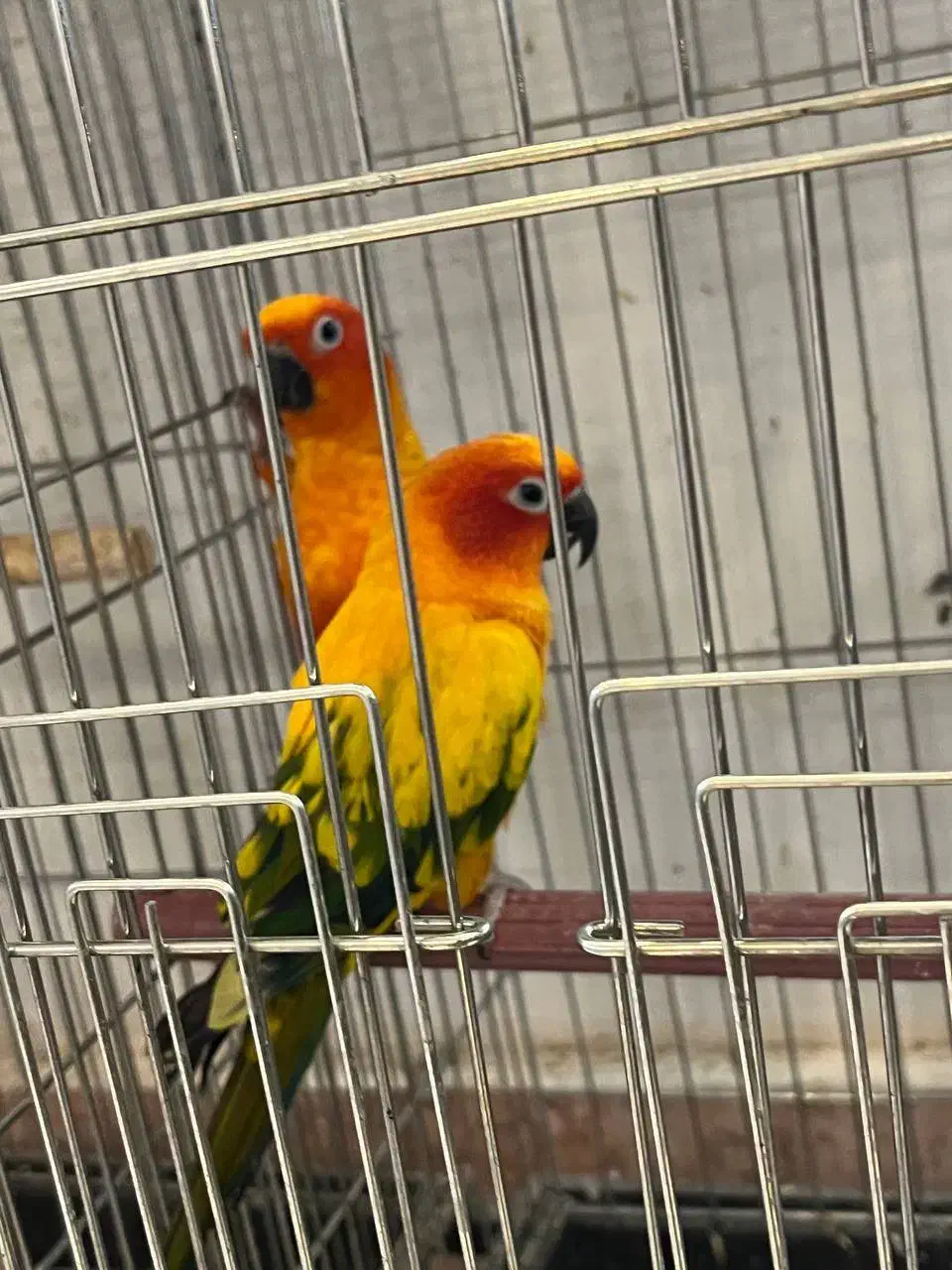 طوطی خورشیدی|پرنده|آمل, |دیوار