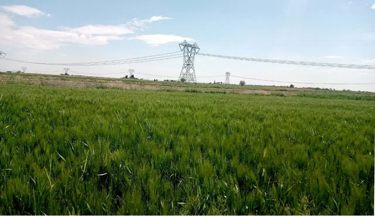 زمین کشاورزی متری ورامین روستای ایجدان|فروش زمین و ملک کلنگی|جوادآباد, |دیوار