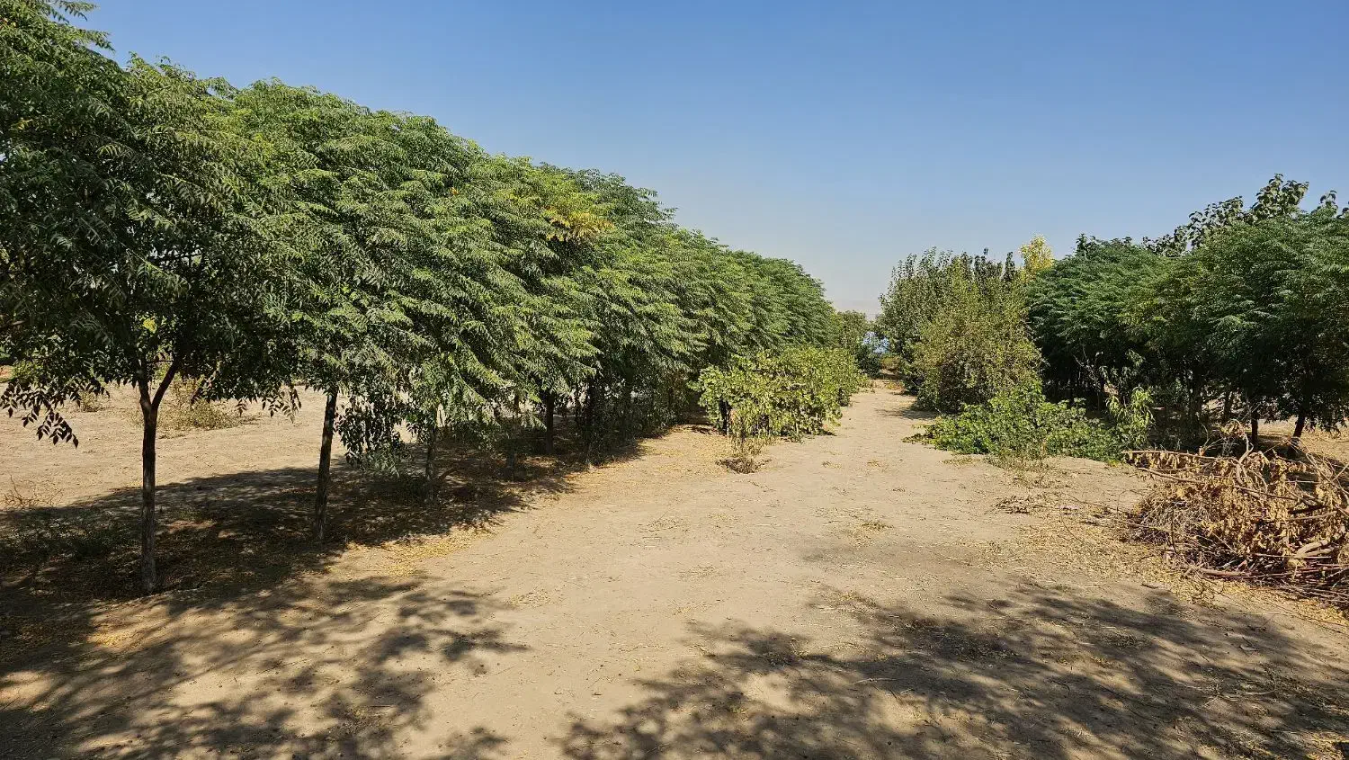 زمین باغی|فروش زمین و ملک کلنگی|باقرشهر, |دیوار