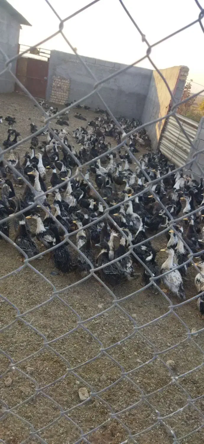 اردک چاق|حیوانات مزرعه|رشت, منظریه|دیوار