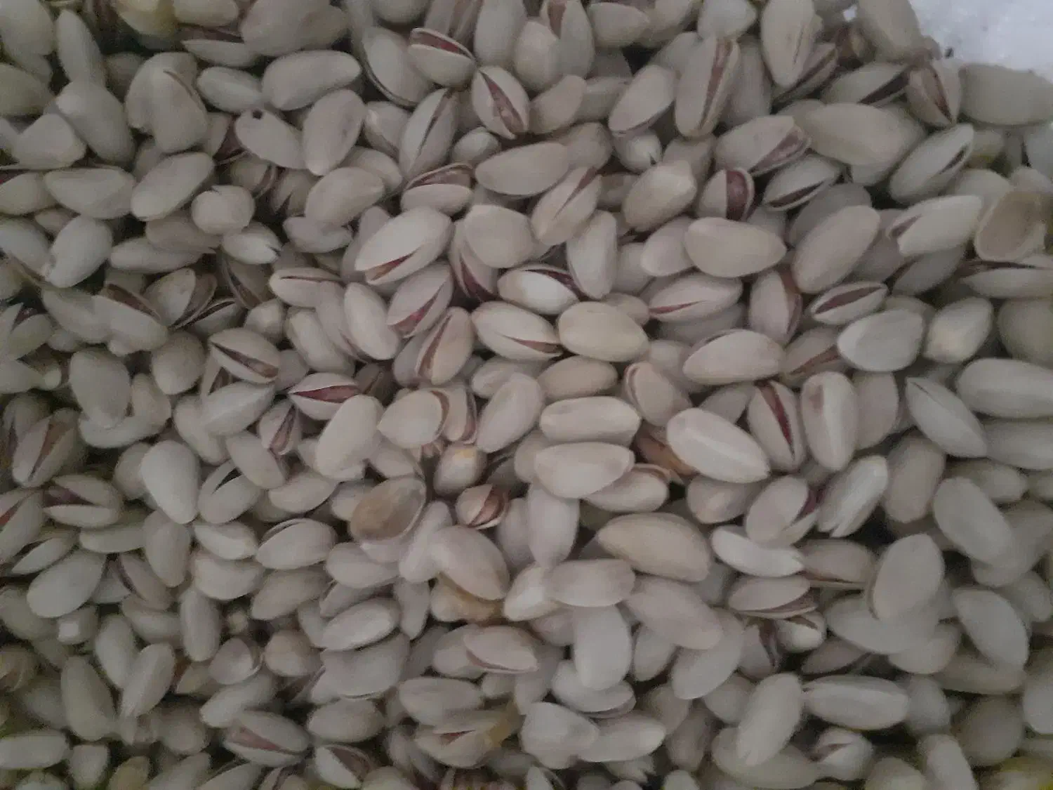 فروش وخریدپسته|عمدهفروشی|نیریز, |دیوار