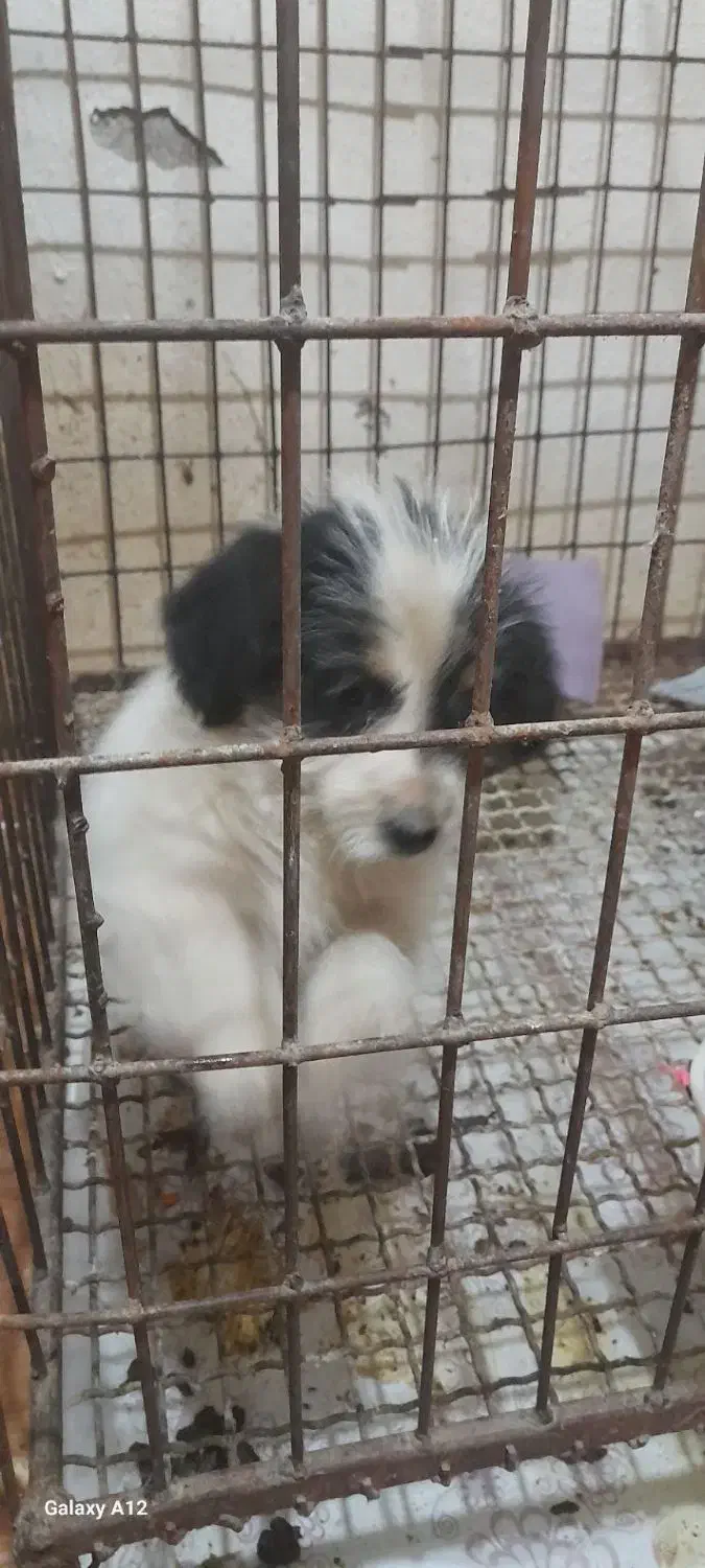 اپو کوچولو|سگ|اردبیل, |دیوار