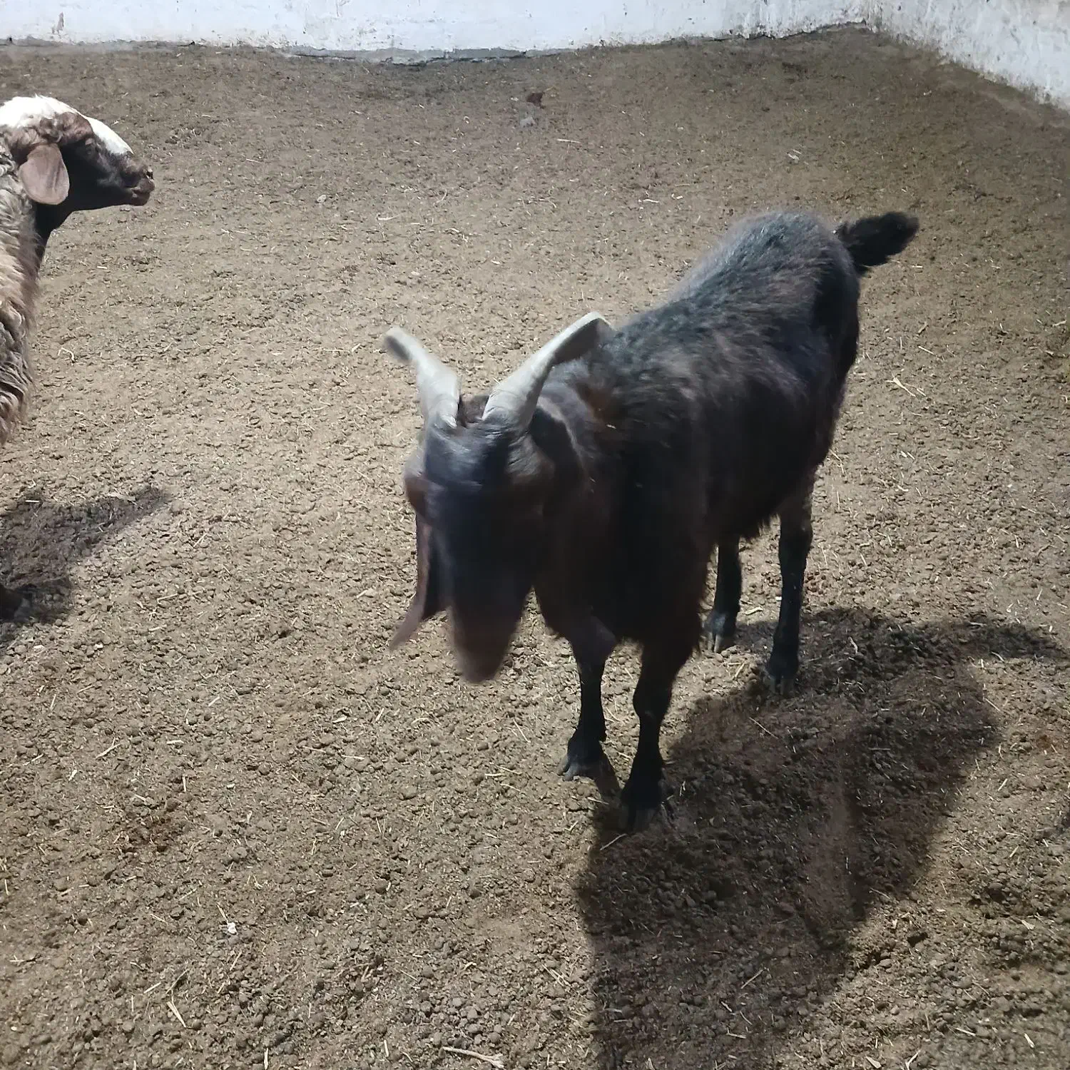 باسلام|حیوانات مزرعه|خانمیرزا, |دیوار