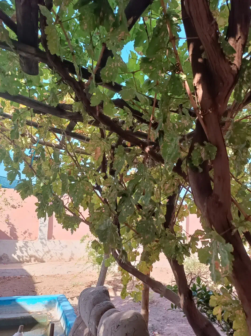 خونه باغ یحیی آباد|فروش خانه و ویلا|کاشان, مزرعه نو|دیوار