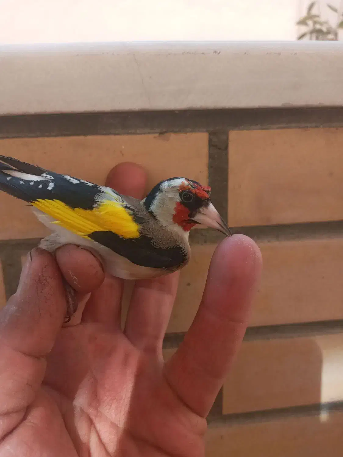 سهره  جوجه سهره|پرنده|اصفهان, کوی گلزار|دیوار