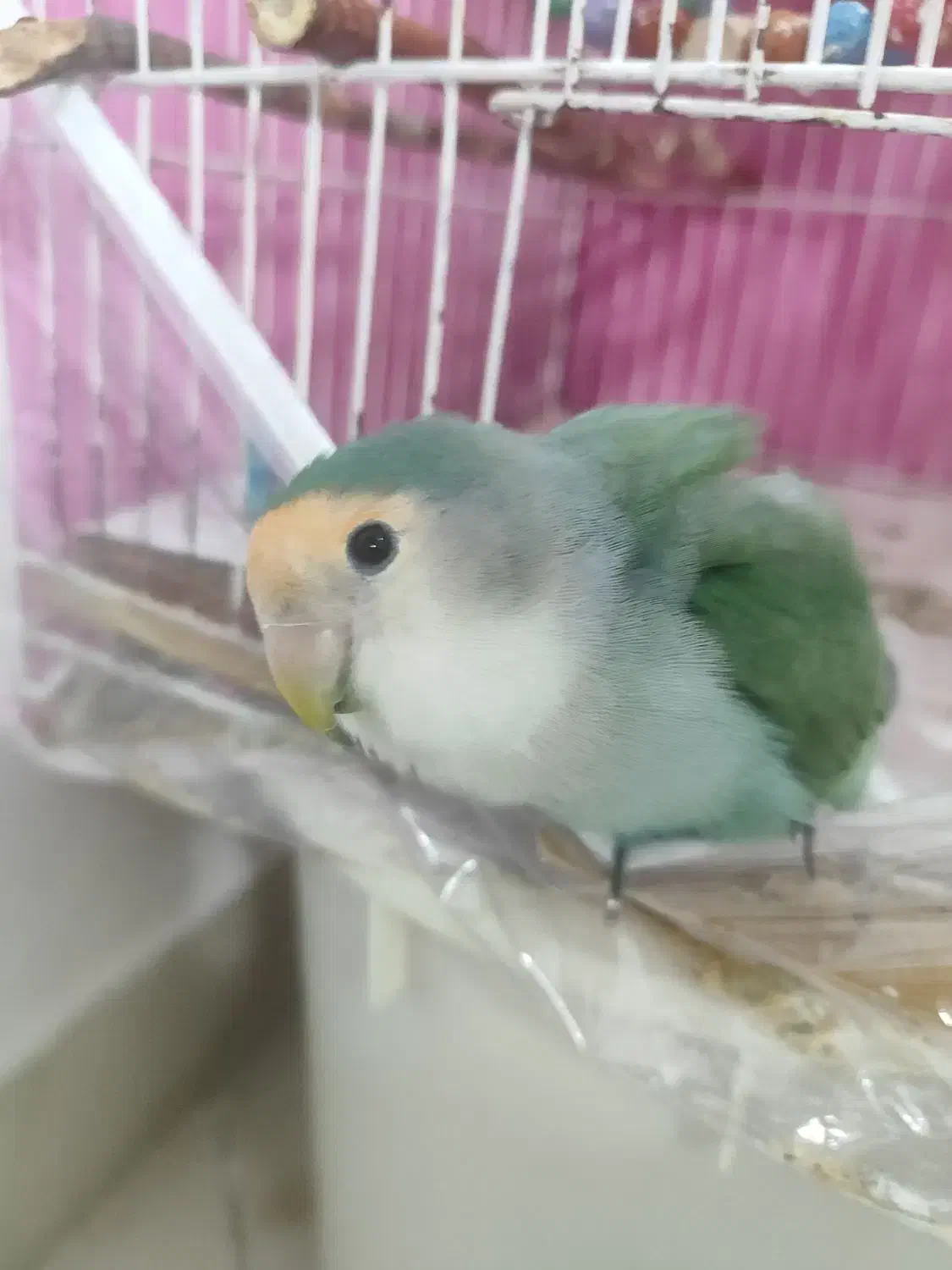 طوطی برزیلی آموزش دیده|پرنده|مشهد, فارغ التحصیلان|دیوار