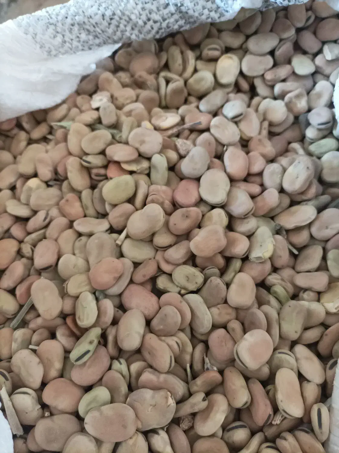 باقله|خوردنی و آشامیدنی|چگنی, |دیوار