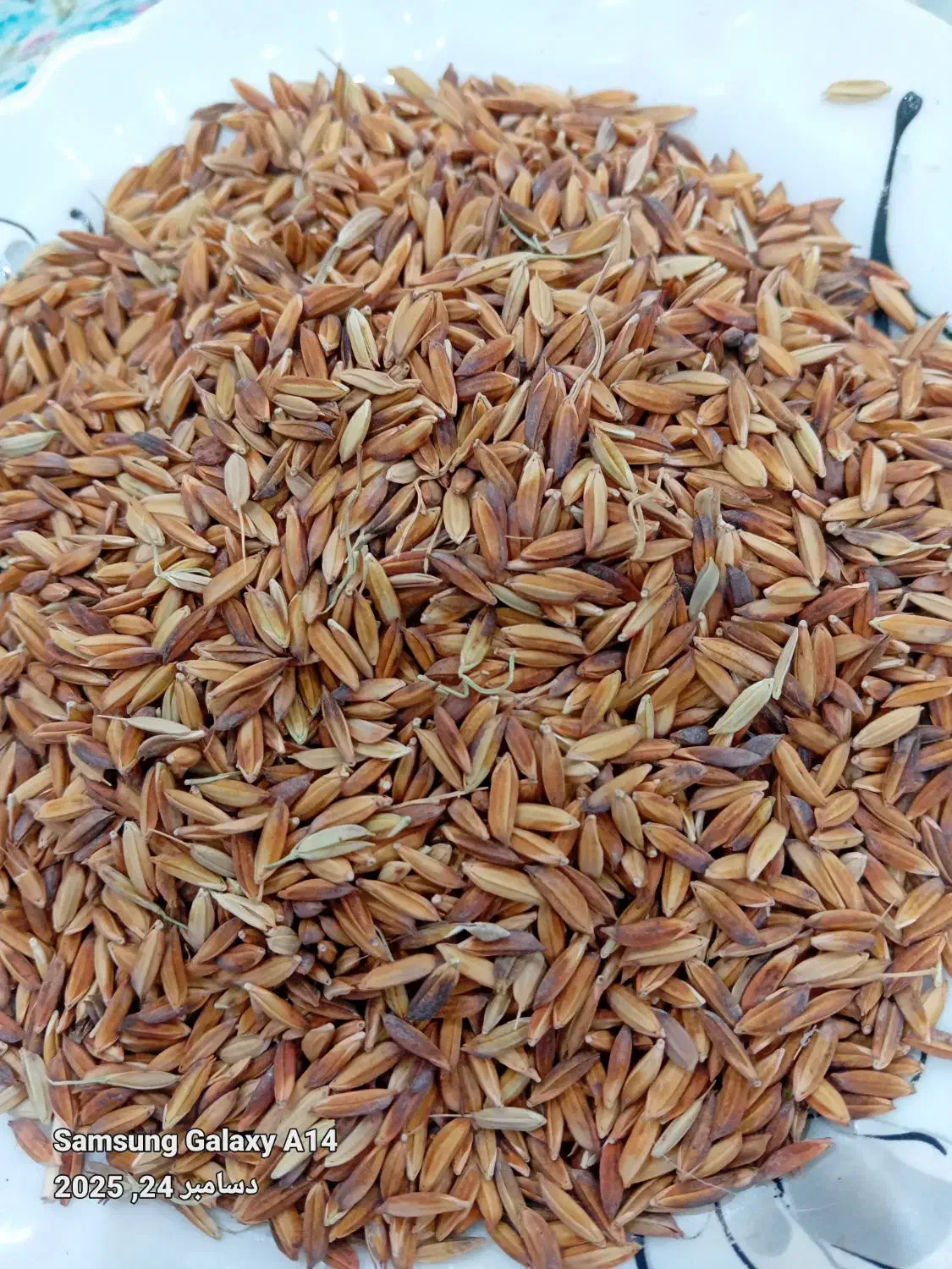 فروش شلتوک(چلتوک)|خوردنی و آشامیدنی|شوشتر, |دیوار