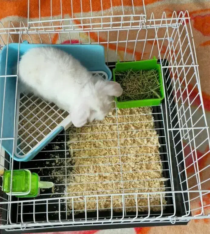 خرگوش مینی لوپ|موش و خرگوش|تبریز, |دیوار