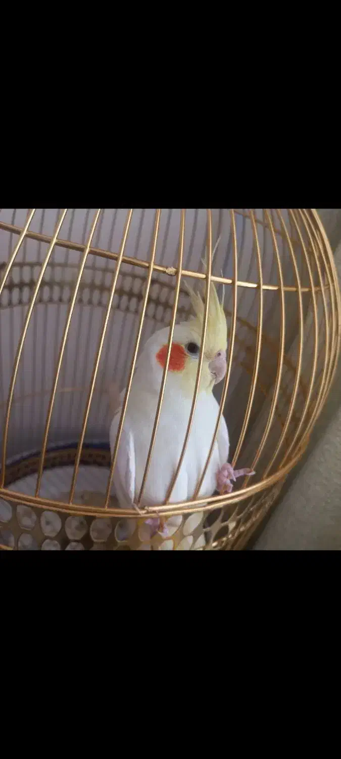 عروس هلندی|پرنده|ساوه, |دیوار