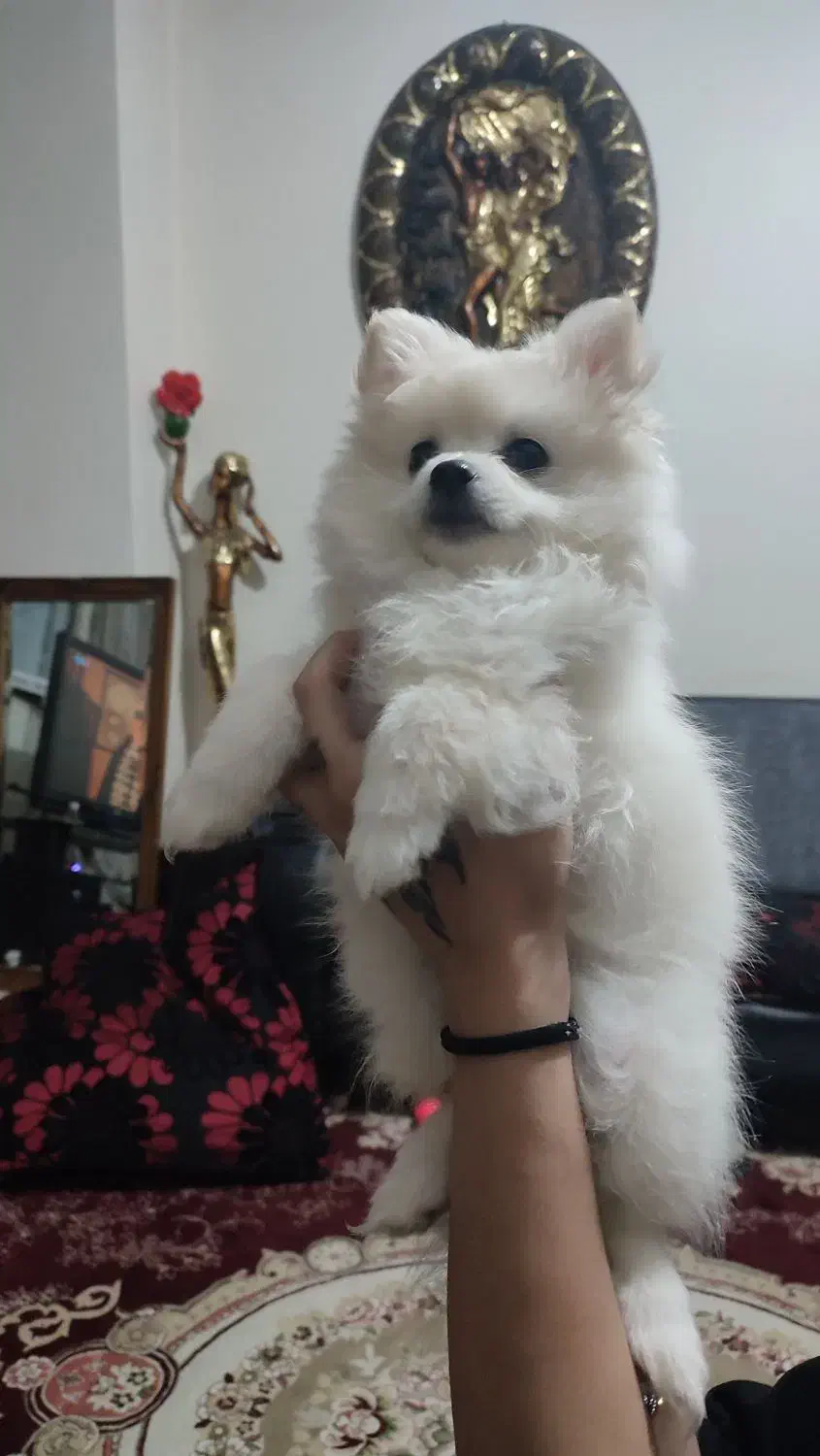 دوعدد پامر ماده|سگ|باغستان, |دیوار