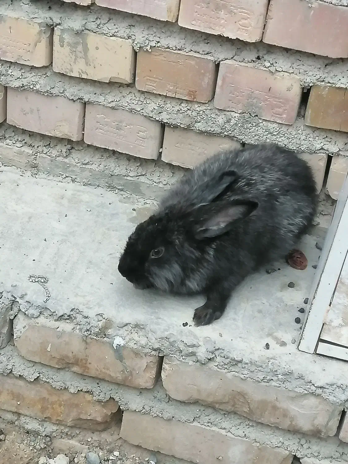 خرگوش دو عدد نر|موش و خرگوش|گنبد کاووس, |دیوار