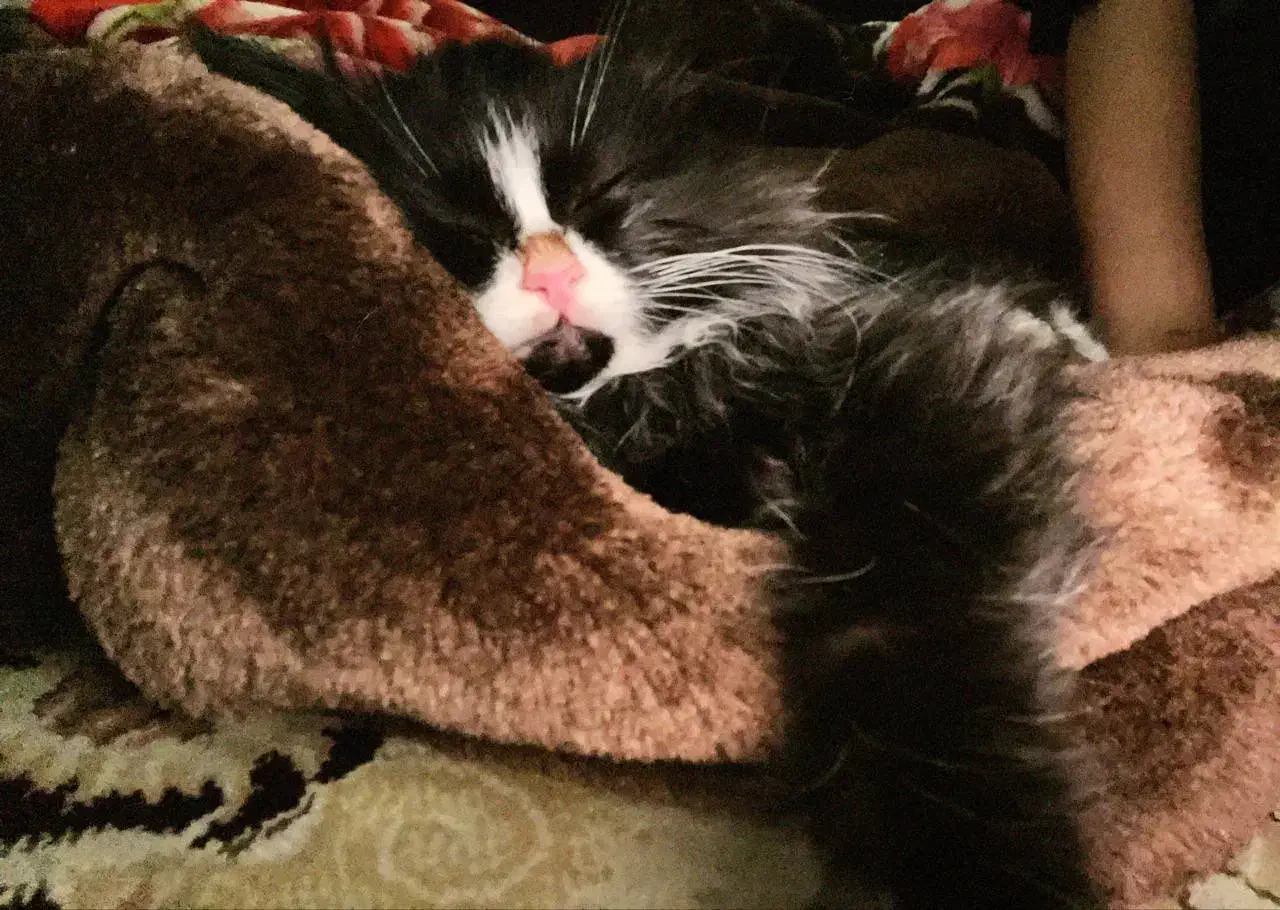 واگذاری گربه پرشین|گربه|کرمان, |دیوار