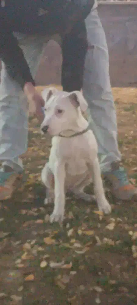 سگ داگو|سگ|فردیس, قریشی|دیوار