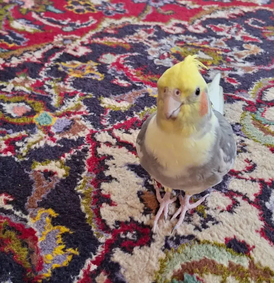 عروس هلندی|پرنده|شیراز, غدیر شمالی|دیوار