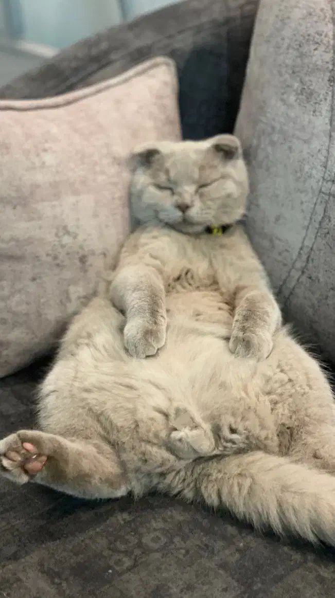 واگذاری گربه اسکاتیش فولد|گربه|مشهد, هنرور|دیوار