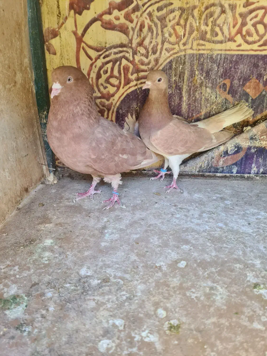 کفتردونسته|پرنده|تهران, کوثر|دیوار