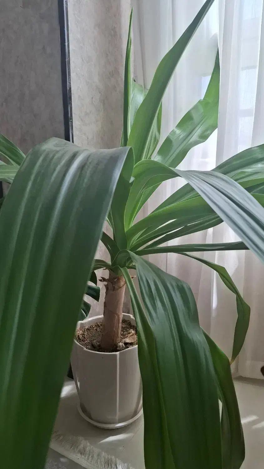 گل اشک ملکه سرحال|گل و گیاه طبیعی|شاهین‌شهر, خبرنگار|دیوار