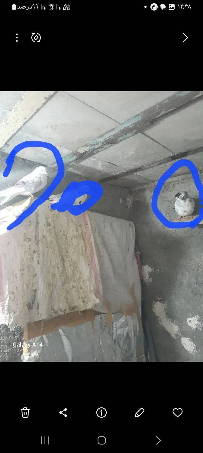 کبوتر|حیوانات|نهاوند, |دیوار