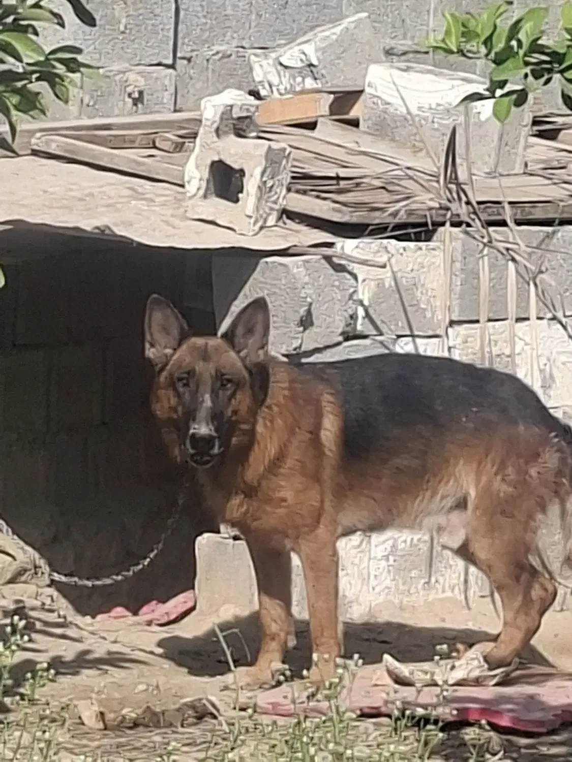 سگ ژرمن|سگ|سعدآباد, |دیوار