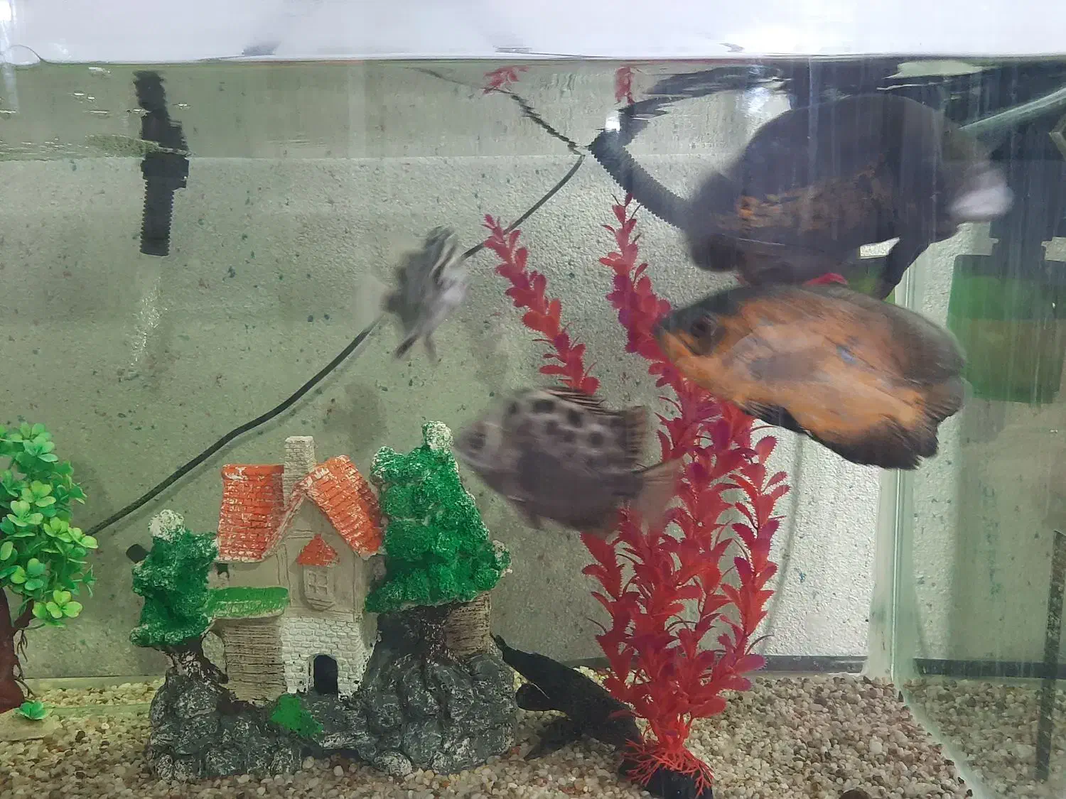 اکواریوم|ماهی|ایلام, |دیوار