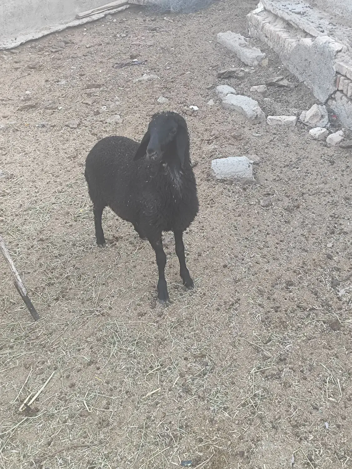 یک راس بره ماده|حیوانات مزرعه|قلعه نو, |دیوار