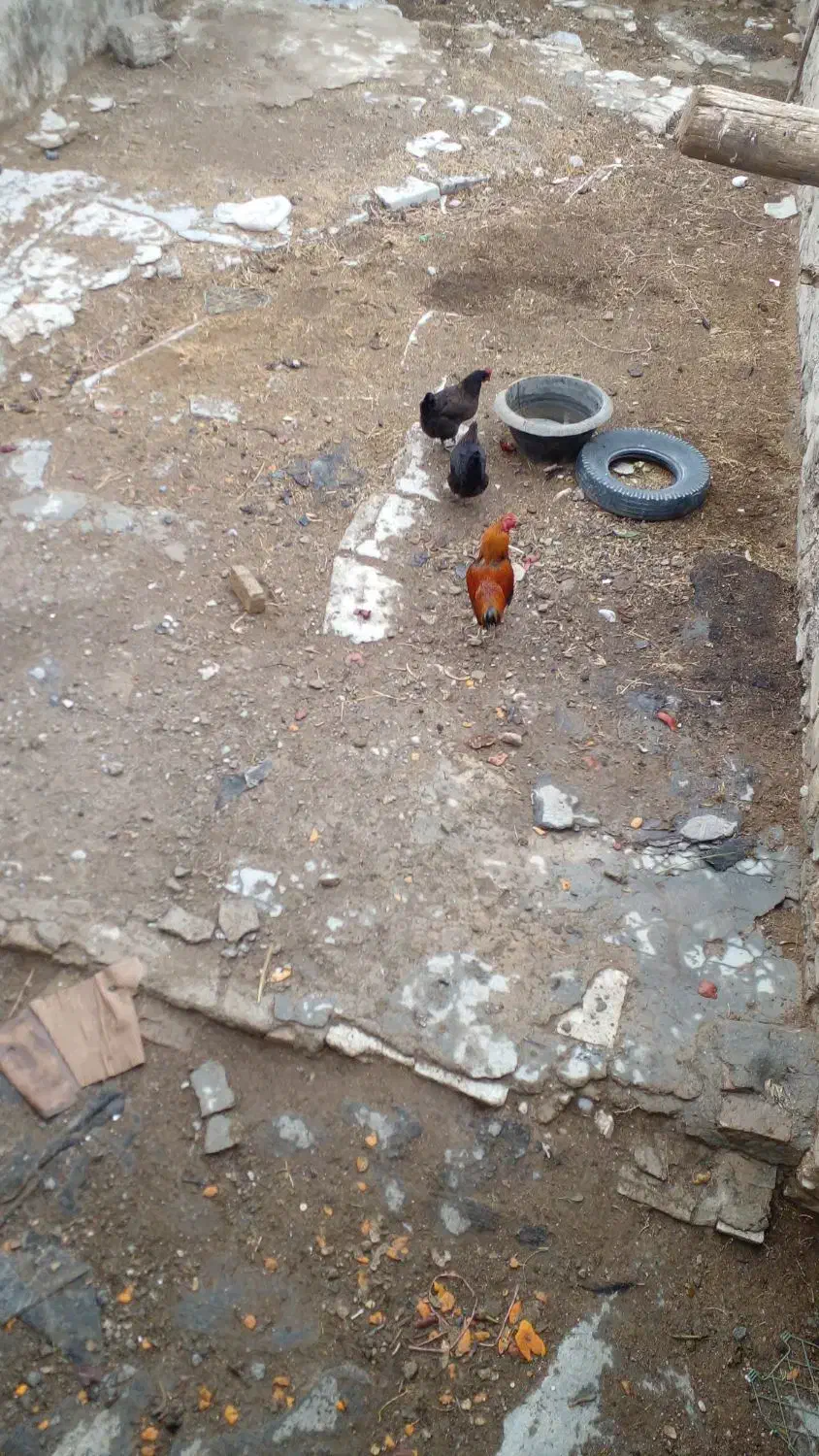 مرغ و خروس|حیوانات مزرعه|شیروان (خراسان), |دیوار