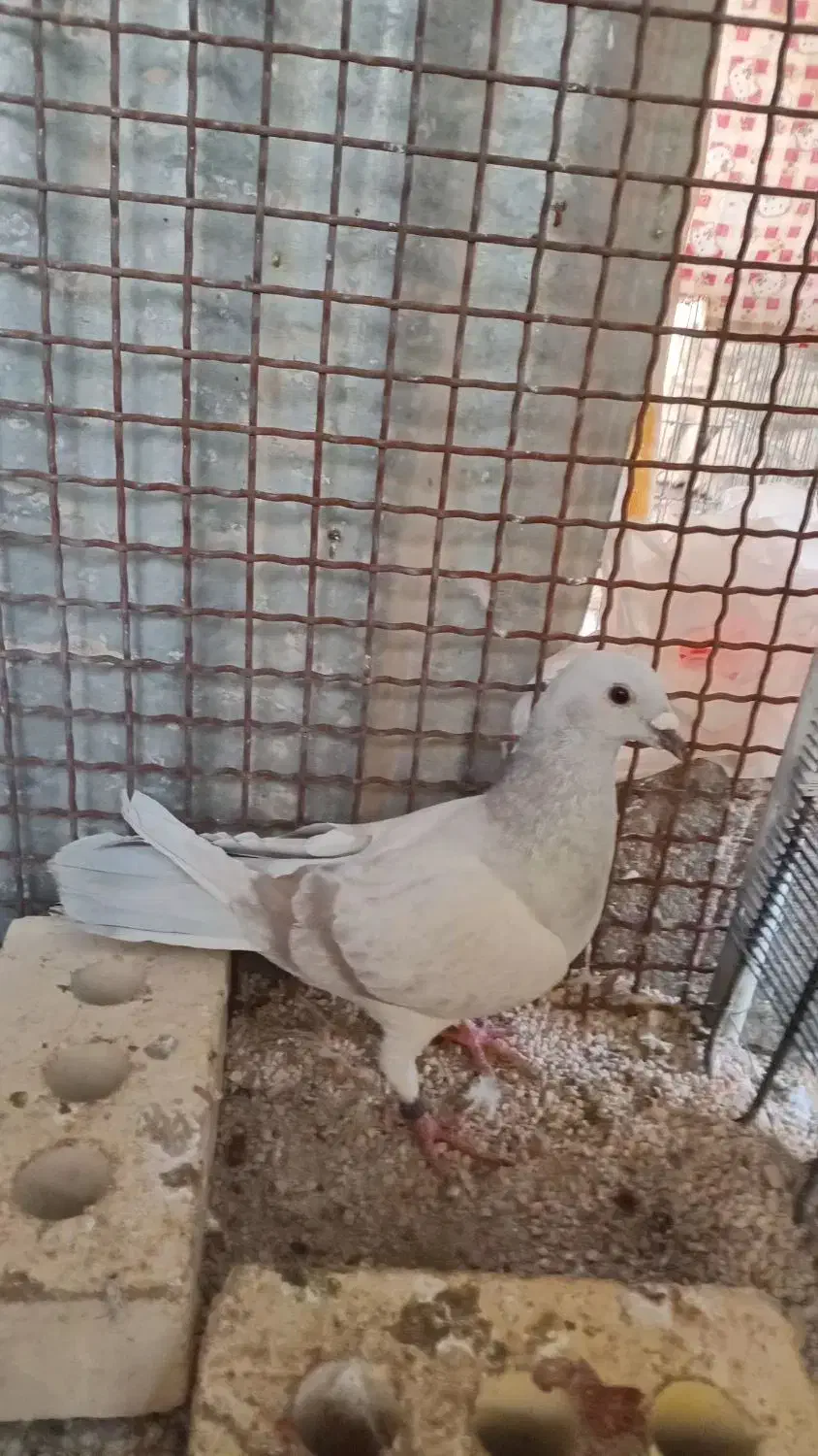 کفتر فروشی|پرنده|طبس, |دیوار