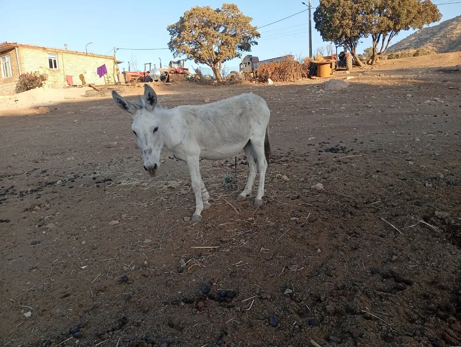 الاغ|حیوانات مزرعه|کوهدشت, |دیوار