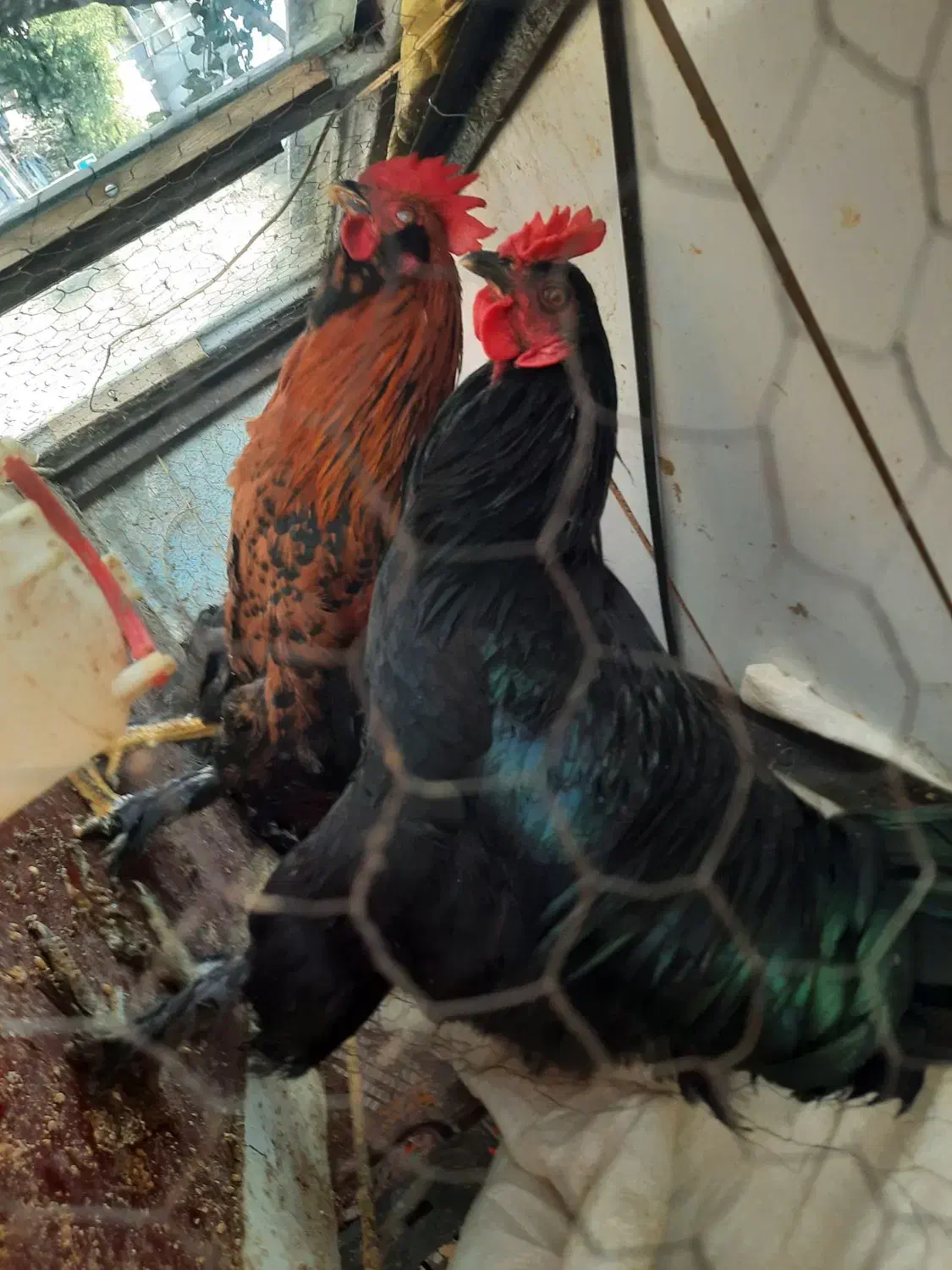 مرغ زنده مرغ خروس خونی|حیوانات مزرعه|مشهد, بهمن|دیوار