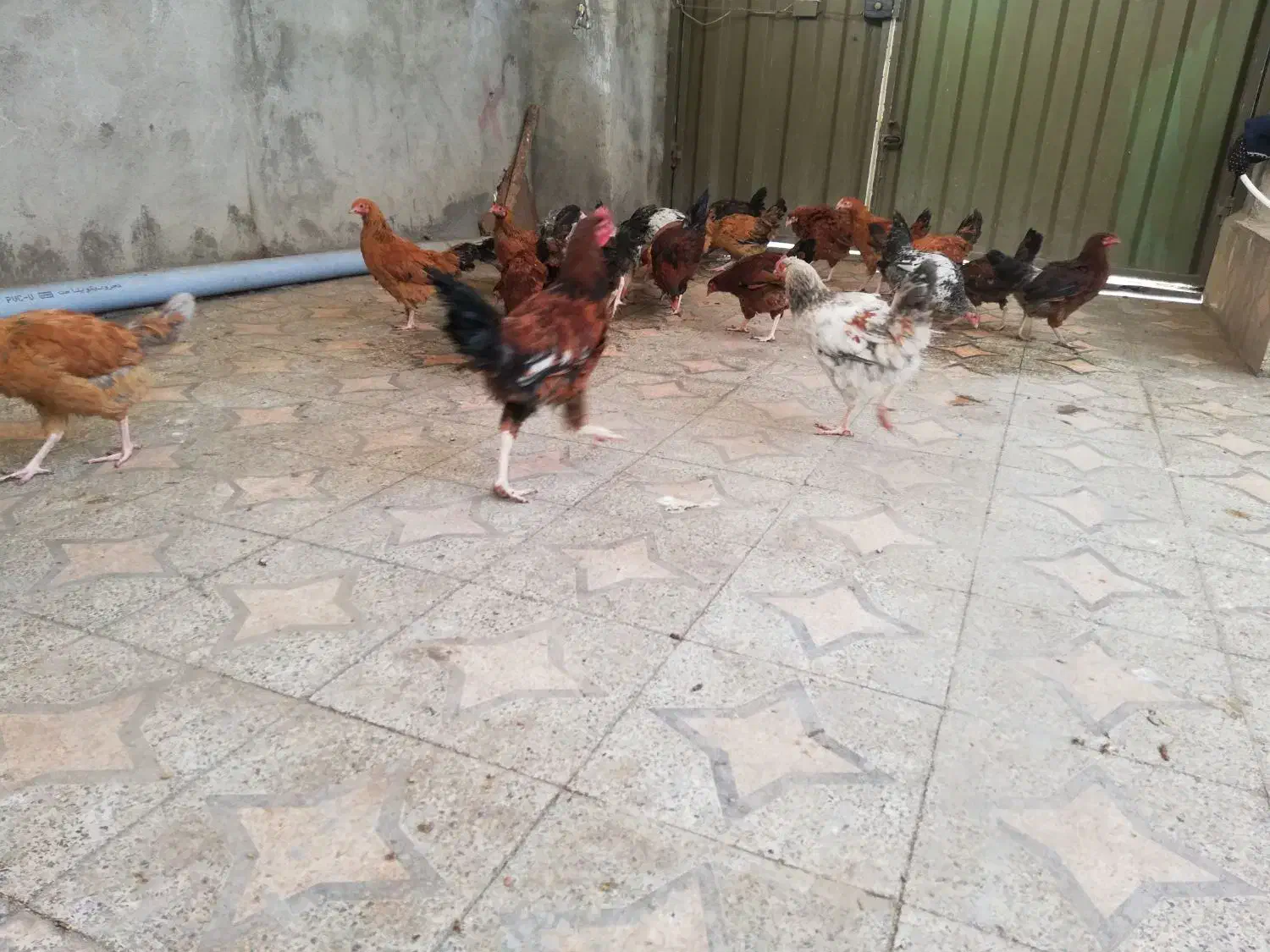 مرغ و خروس|حیوانات مزرعه|شیرگاه, |دیوار