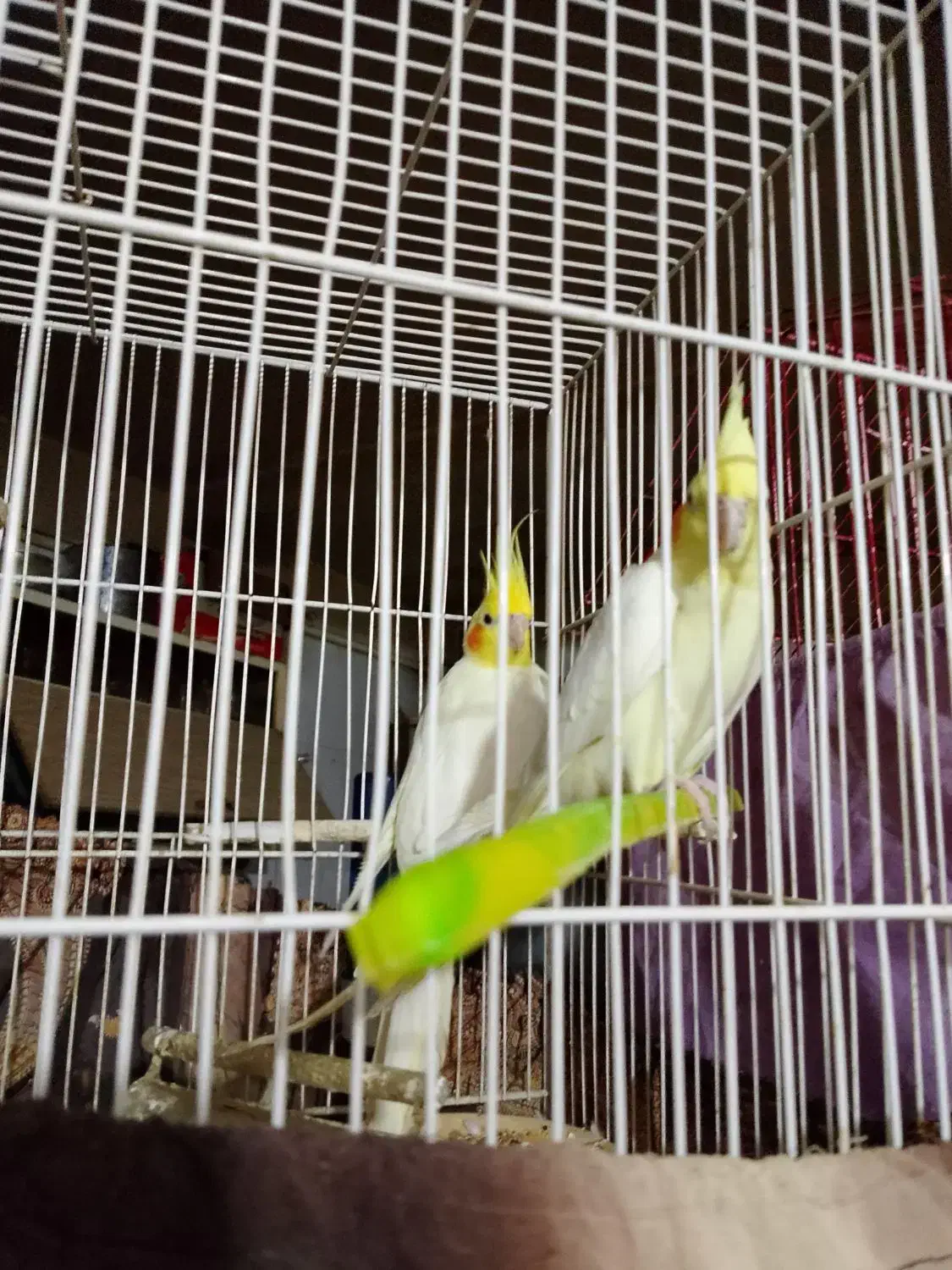 یک جفت عروس هلندی|پرنده|زاهدان, |دیوار