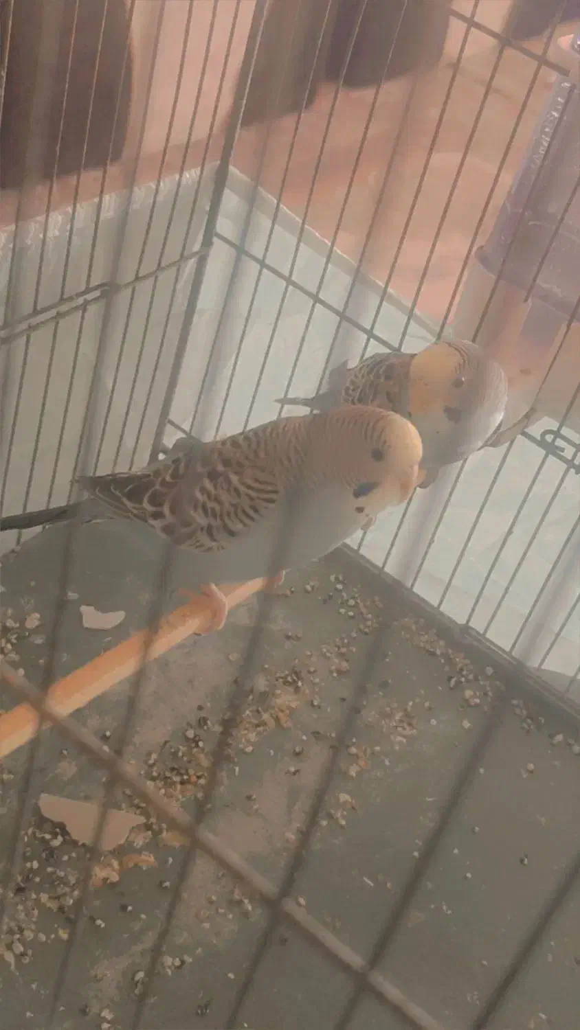 مرغ عشق|پرنده|یزد, |دیوار