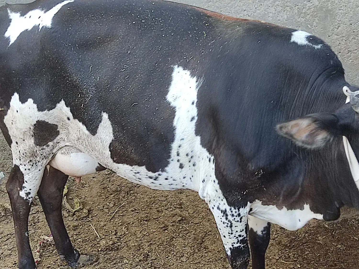 حیوانات مزرعه گاو گوسفند بز|حیوانات مزرعه|زابل, |دیوار