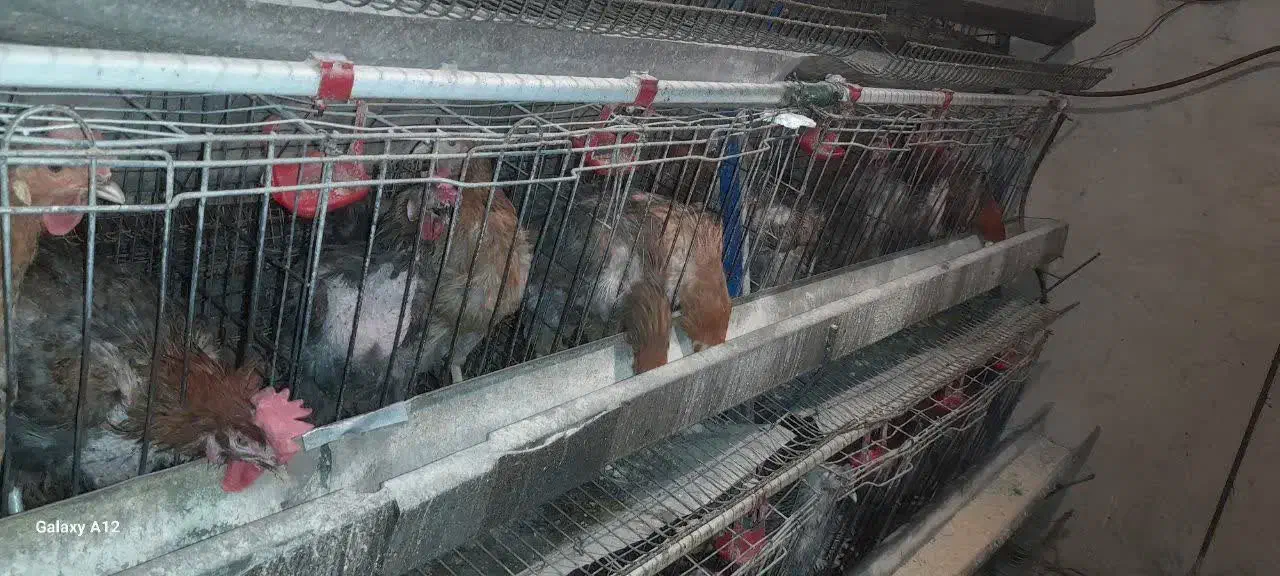 حیوانات پرندگان|حیوانات مزرعه|اصفهان, دارک|دیوار