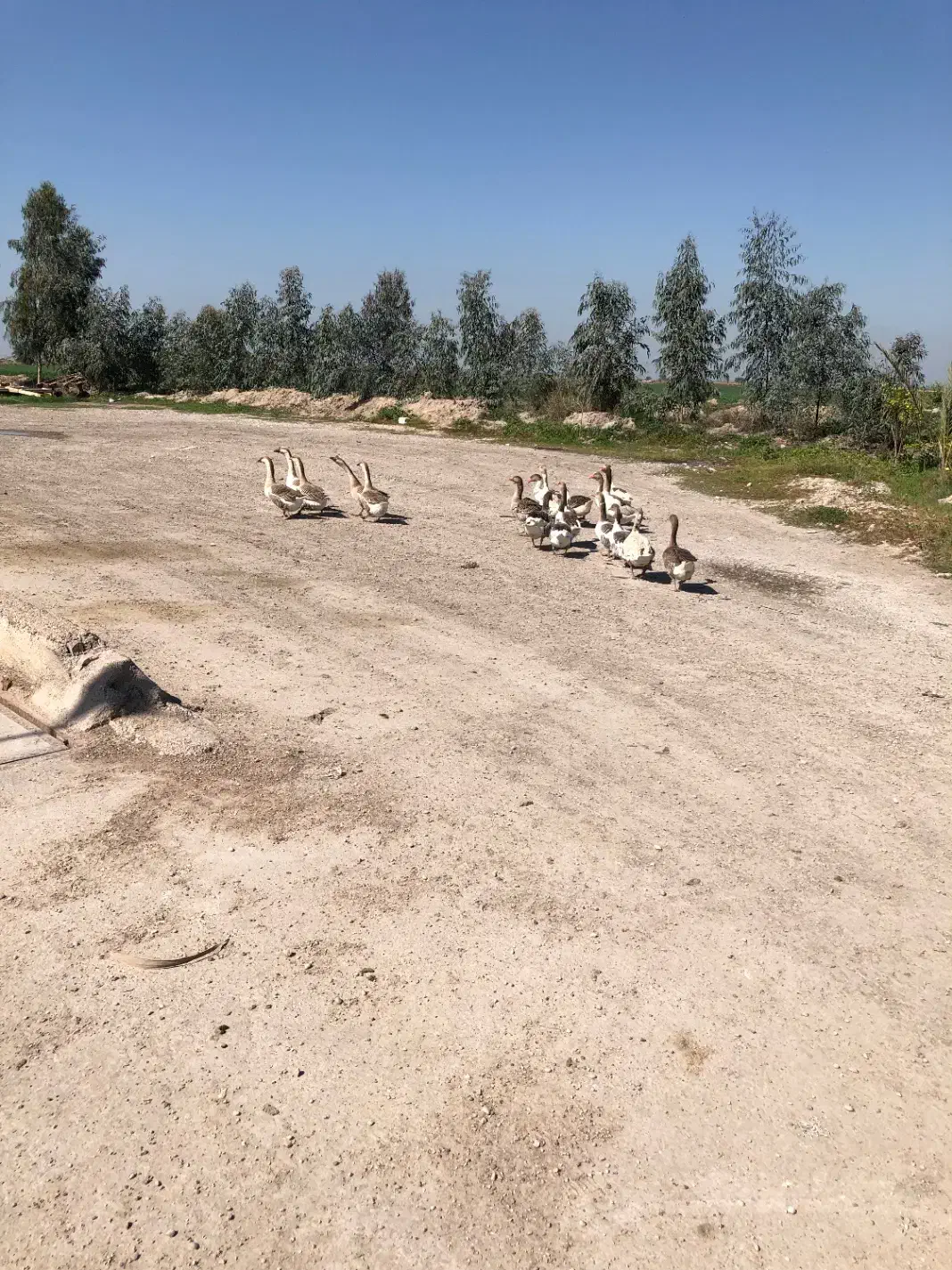 ۶عددغوغاز|حیوانات مزرعه|محمدیار, |دیوار