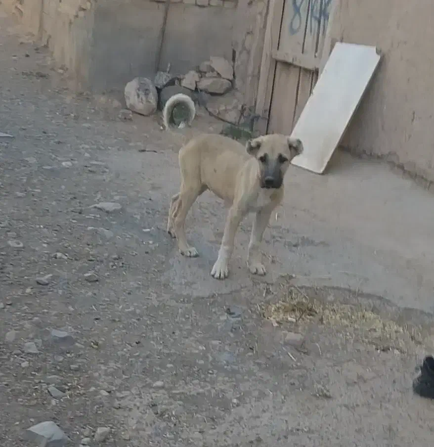 توله سگ سرابی نر۴ماهه|سگ|هریس, |دیوار