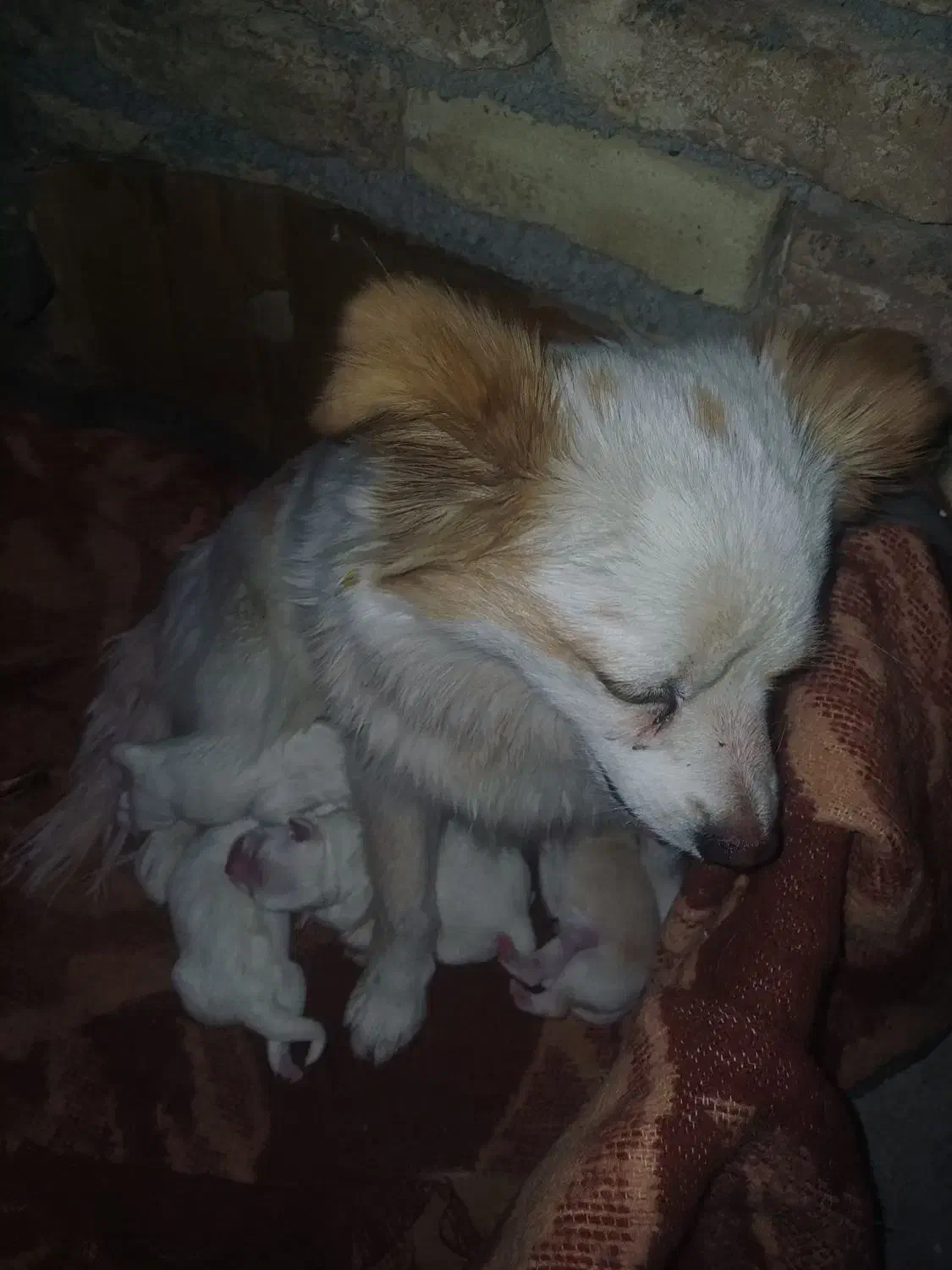 آشپتیزبا۴تابچه بخونید|سگ|کرمانشاه, |دیوار