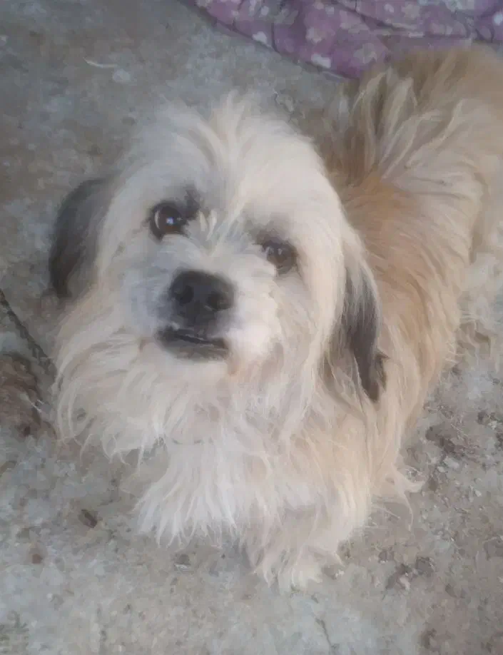 واگذاری سگ پاکوتاه ماده حرف گوش کن و بامزه|سگ|لاهیجان, بازکیاگوراب|دیوار