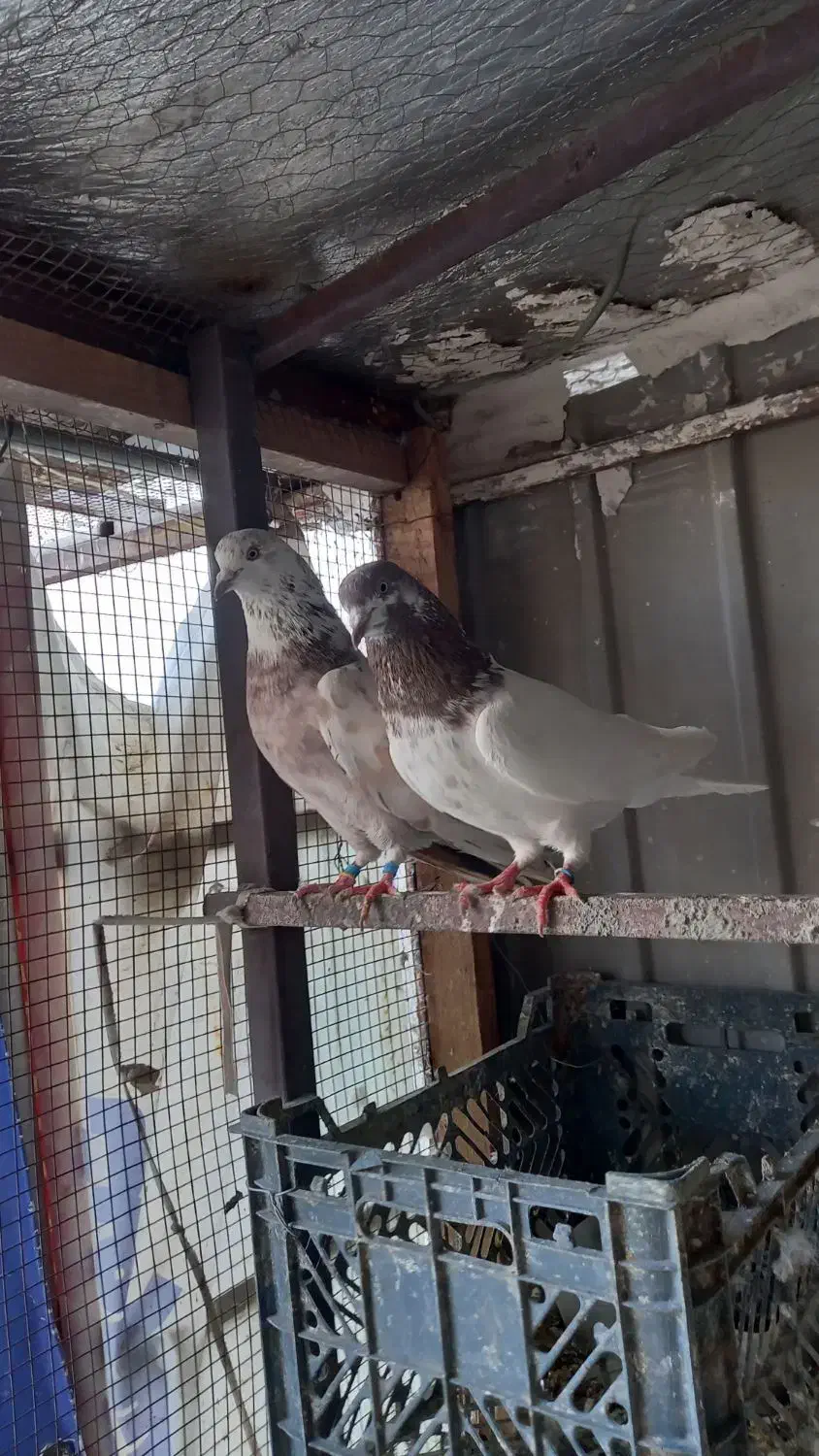 کفتر|پرنده|قم, چهار مردان|دیوار