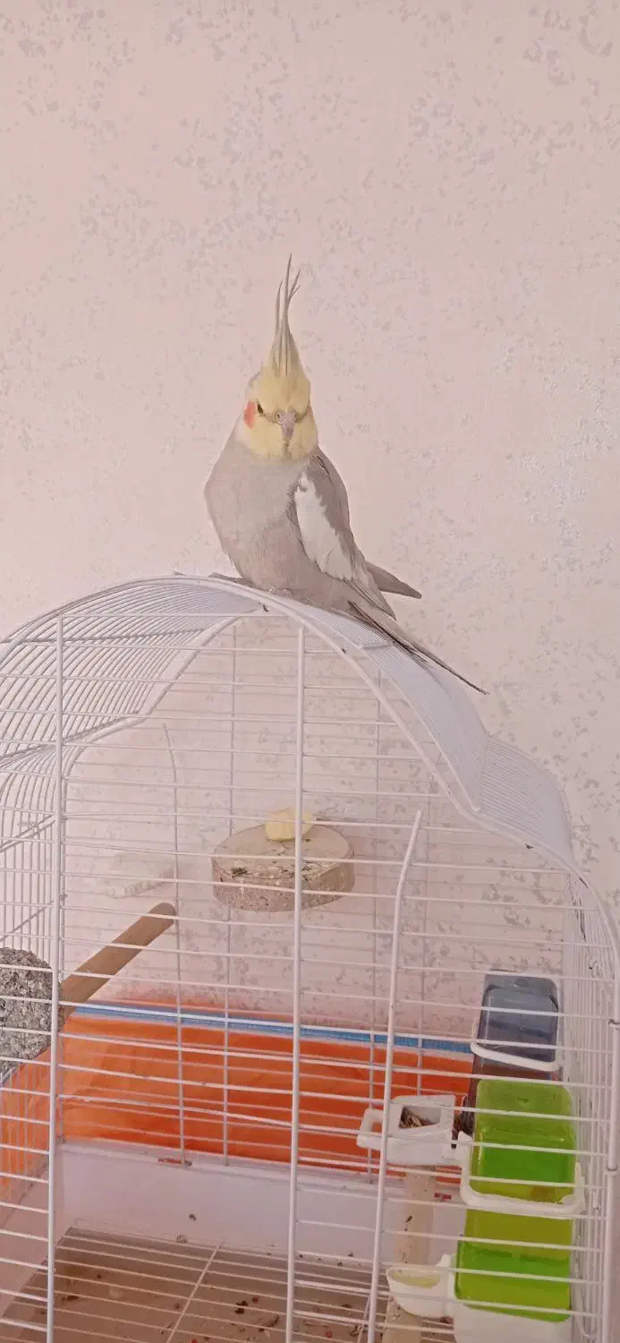 عروس هلندی سخنگو حرف زن کینگ سایز|پرنده|شیراز, سرو|دیوار