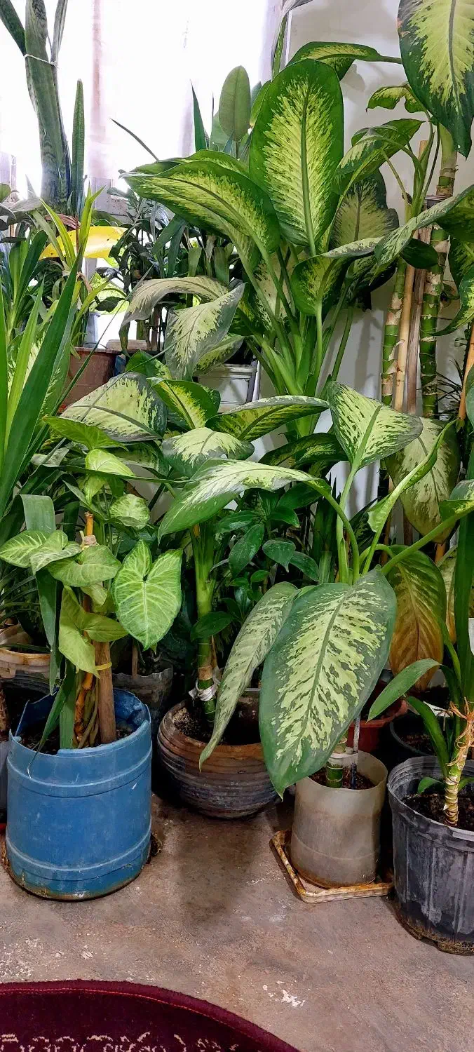 فروش گلهای خانگی|گل و گیاه طبیعی|ایوان, |دیوار