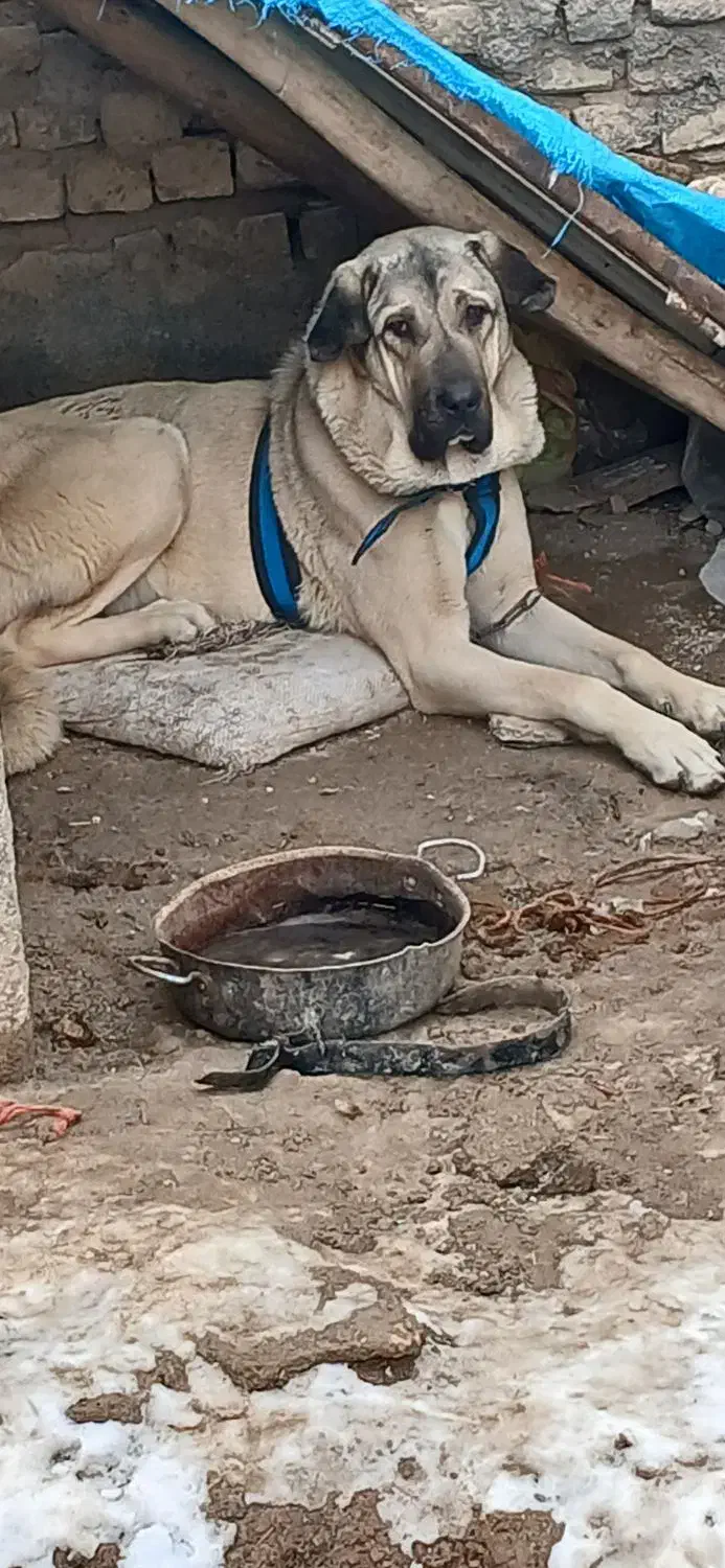 سگ پژد ماده|سگ|گیان, |دیوار